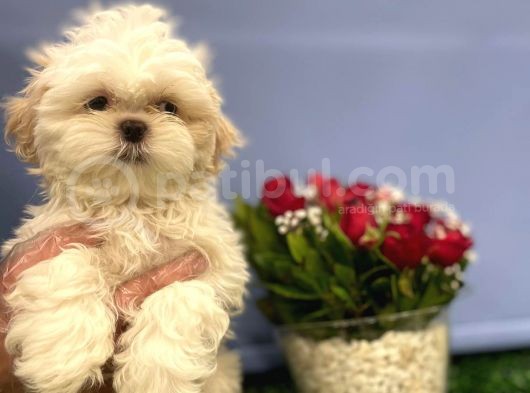 En Nadir Mavi Gözlü Shih Tzu görsel