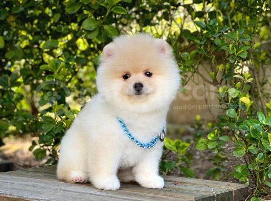 Tatlı Pomeranian Boo görsel