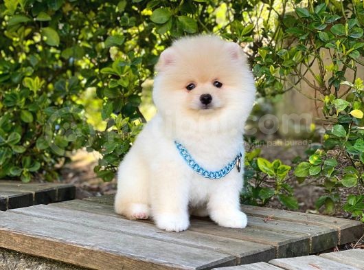 Tatlı Pomeranian Boo