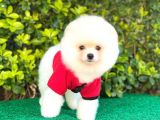 Ayı Surat Pomeranian Erkek