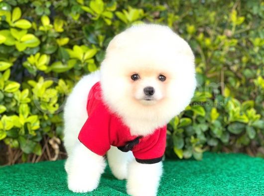 Ayı Surat Pomeranian Erkek görsel