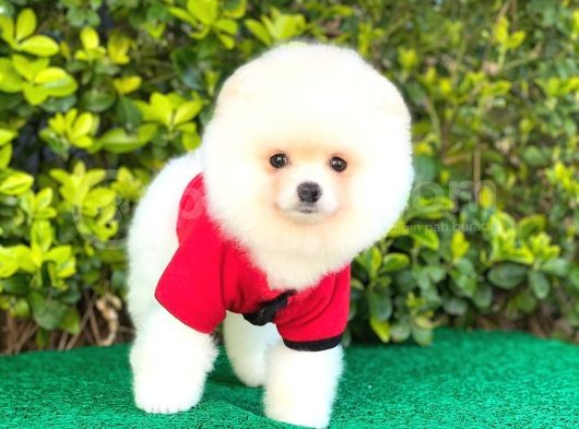 Ayı Surat Pomeranian Erkek görsel