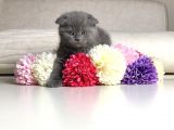 Scottish Fold Erkek Yavrular
