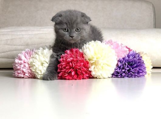 Scottish Fold Erkek Yavrular görsel