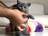 Scottish Fold Erkek Yavrular