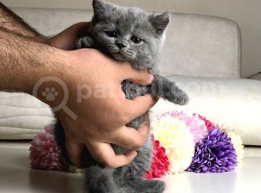Scottish Fold Erkek Yavrular görsel