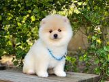 Yakışıklı Oğlumuz Pomeranian