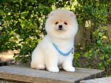 Tatlı Pomeranian Boo