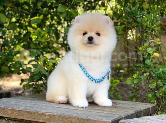 Tatlı Pomeranian Boo görsel
