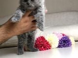 Scottish Fold Erkek Yavrular