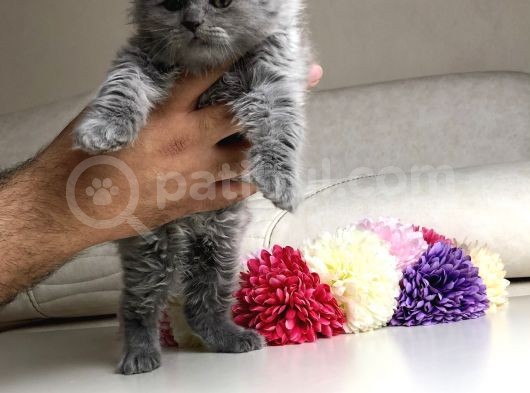 Scottish Fold Erkek Yavrular görsel