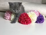 Scottish Fold Erkek Yavrular