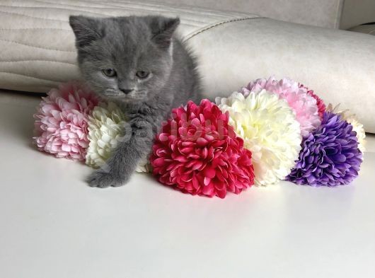 Scottish Fold Erkek Yavrular görsel