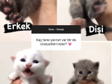 Bri̇ti̇sh Ve Scoti̇sh Anne Altinda Yavrular