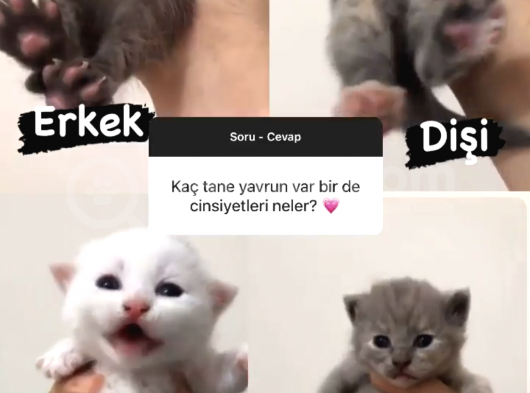 Bri̇ti̇sh Ve Scoti̇sh Anne Altinda Yavrular görsel