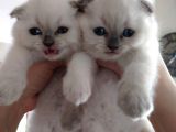 A Kalite Scottish Fold Blue Point Yavrularım