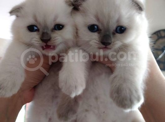 A Kalite Scottish Fold Blue Point Yavrularım görsel
