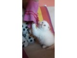 Scottish Fold Red Point Erkek Üst Seviye Kedi Arayanlar