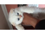 Scottish Fold Red Point Erkek