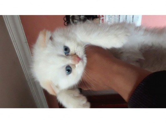 Scottish Fold Red Point Erkek