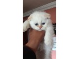 Scottish Fold Red Point Erkek Üst Seviye Kedi Arayanlar