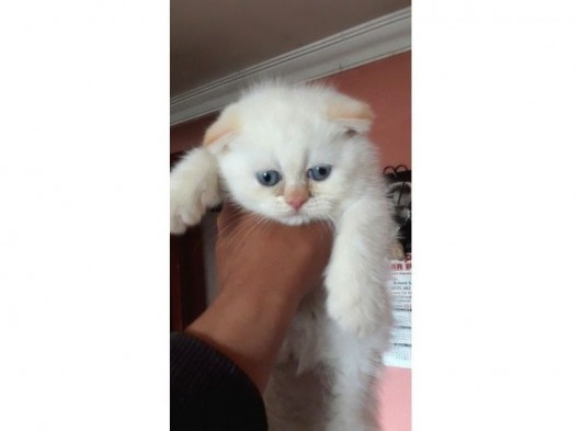 Scottish Fold Red Point Erkek Üst Seviye Kedi Arayanlar görsel