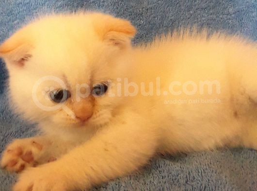 Scottish Fold Red Point Erkek görsel