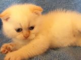 Scottish Fold Red Point Erkek Üst Seviye Kedi Arayanlar