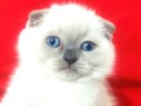 A Kalite Scottish Fold Blue Point Yavrularım