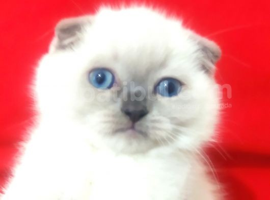 A Kalite Scottish Fold Blue Point Yavrularım görsel