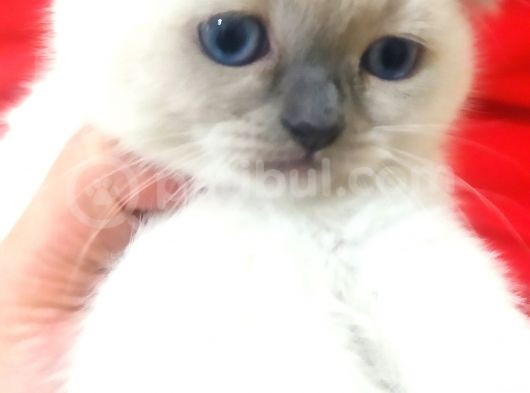 A Kalite Scottish Fold Blue Point Yavrularım görsel
