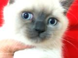 A Kalite Scottish Fold Blue Point Yavrularım