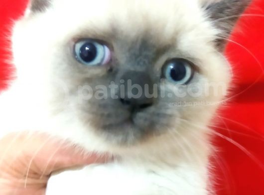 A Kalite Scottish Fold Blue Point Yavrularım görsel