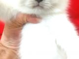 A Kalite Scottish Fold Blue Point Yavrularım