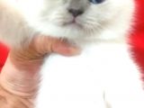 A Kalite Scottish Fold Blue Point Yavrularım