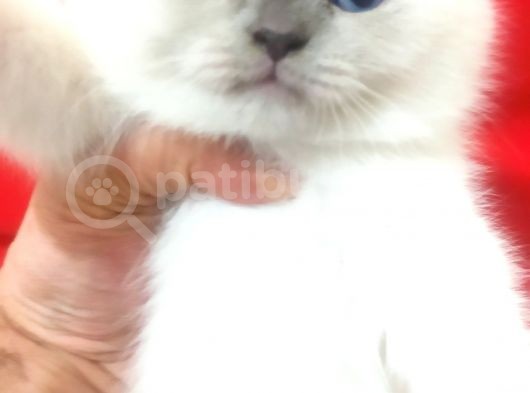 A Kalite Scottish Fold Blue Point Yavrularım