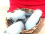 A Kalite Scottish Fold Blue Point Yavrularım