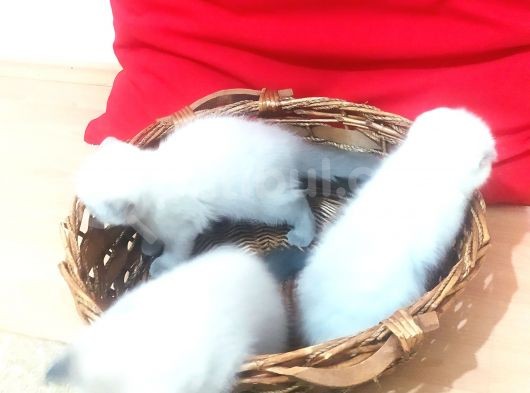 A Kalite Scottish Fold Blue Point Yavrularım görsel