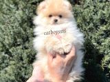 Irk Ve Sağlık Garantili Pomeranian Boo Erkek Yavrumuz