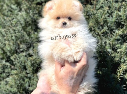 Irk Ve Sağlık Garantili Pomeranian Boo Erkek Yavrumuz görsel