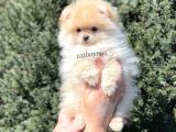 Irk Ve Sağlık Garantili Pomeranian Boo Erkek Yavrumuz