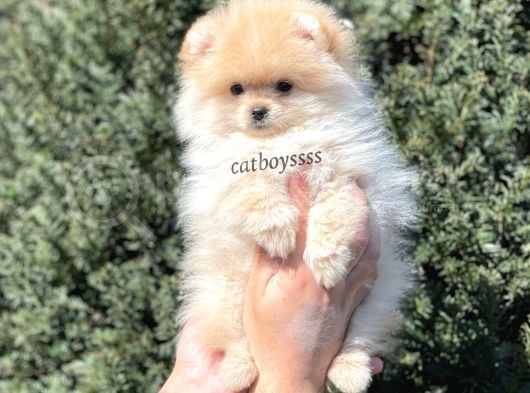 Irk Ve Sağlık Garantili Pomeranian Boo Erkek Yavrumuz görsel