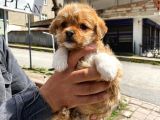 Maltipoo Yavrular