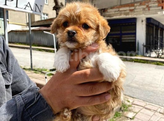 Maltipoo Yavrular