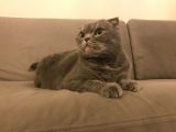 Scottish Fold Whiskas Dişi Kısırlaştırılmış Ücretli
