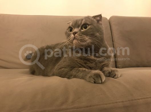 Scottish Fold Whiskas Dişi Kısırlaştırılmış Ücretli