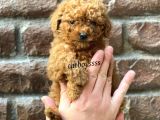 Red Brown Toy Poodle Erkek Yavrumuz