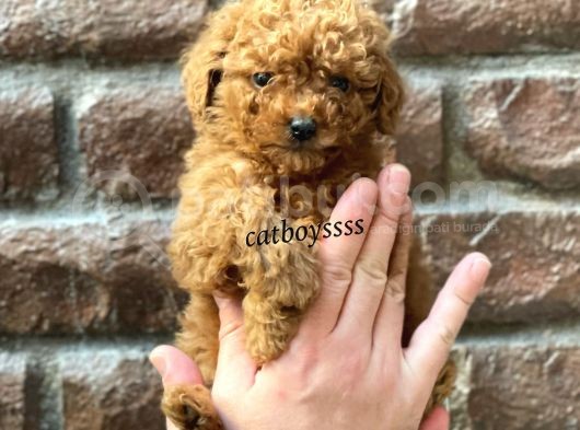 Red Brown Toy Poodle Erkek Yavrumuz görsel