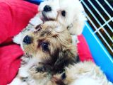 Maltipoo Yavrular