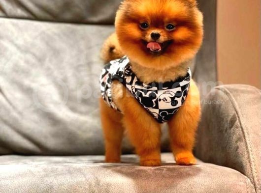 Gülen Surat Pomerani̇an Boo Oğlumuz görsel